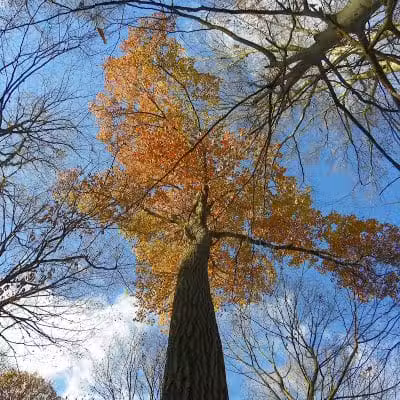 Caldwell Nature Center - Cincinnati, OH