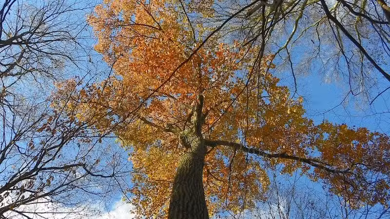 Caldwell Nature Center - Cincinnati, OH