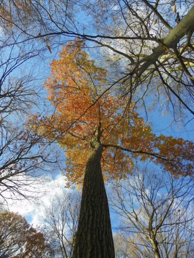 Caldwell Nature Center - Cincinnati, OH