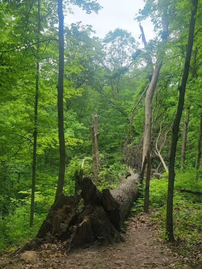 Caldwell Nature Center - Cincinnati, OH