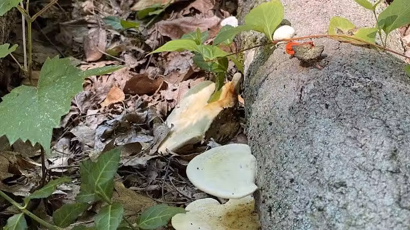 Caldwell Nature Center - Cincinnati, OH