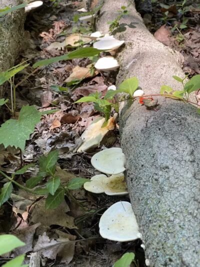 Caldwell Nature Center - Cincinnati, OH