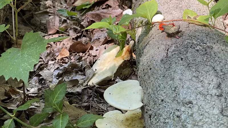 Caldwell Nature Center - Cincinnati, OH