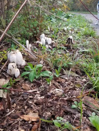 Caldwell Playground - Cincinnati, OH
