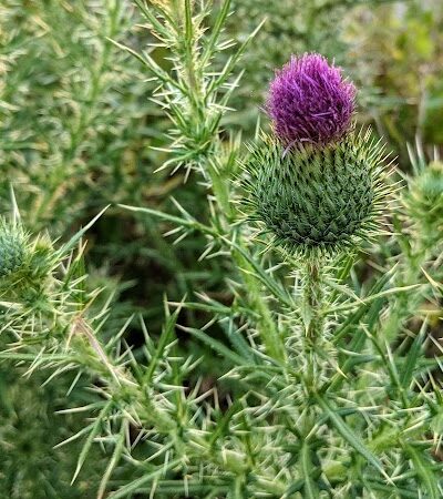 Carson Covedale Park - Cincinnati, OH