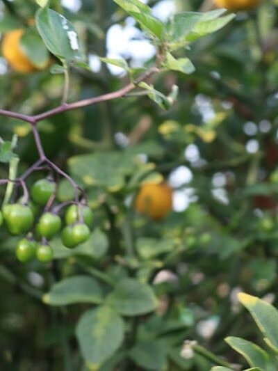 Classen Park - Cincinnati, OH