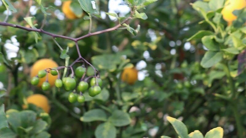 Classen Park - Cincinnati, OH