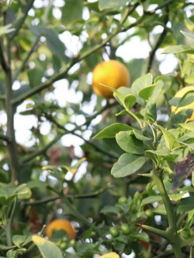 Classen Park - Cincinnati, OH