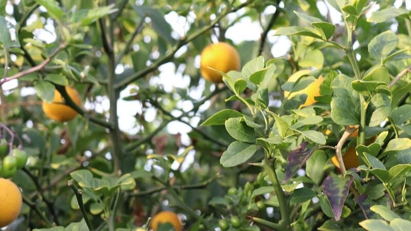 Classen Park - Cincinnati, OH