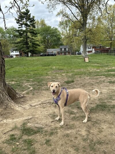 Clepper Dog Park - Cincinnati, OH