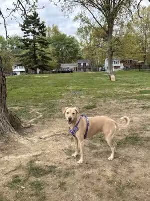 Clepper Dog Park - Cincinnati, OH
