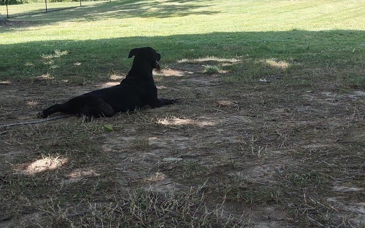 Clepper Dog Park - Cincinnati, OH