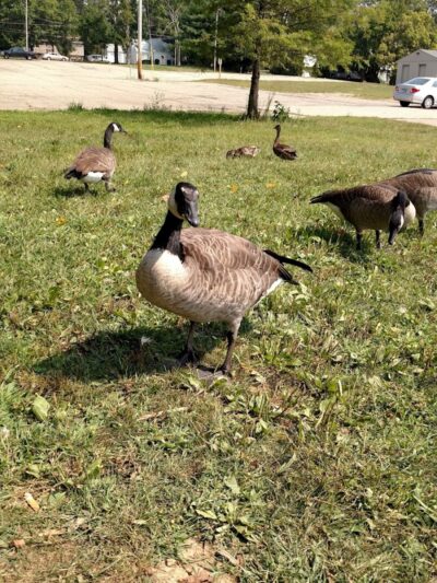 Delhi Park - Cincinnati, OH