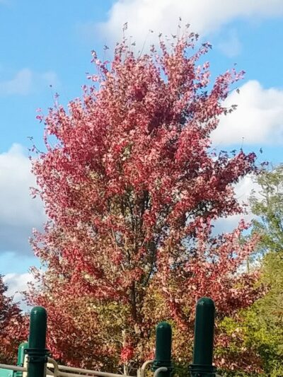 Delhi Park Field 8 - Cincinnati, OH