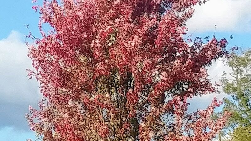 Delhi Park Field 8 - Cincinnati, OH