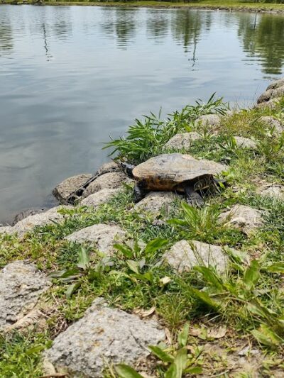 Delhi Park Lake - Cincinnati, OH