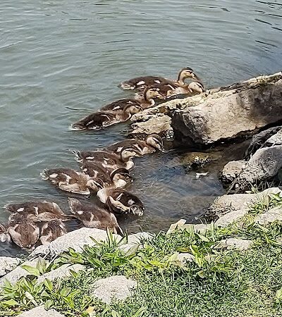 Delhi Park Lake - Cincinnati, OH