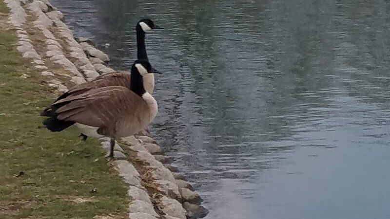 Delhi Park Lake - Cincinnati, OH