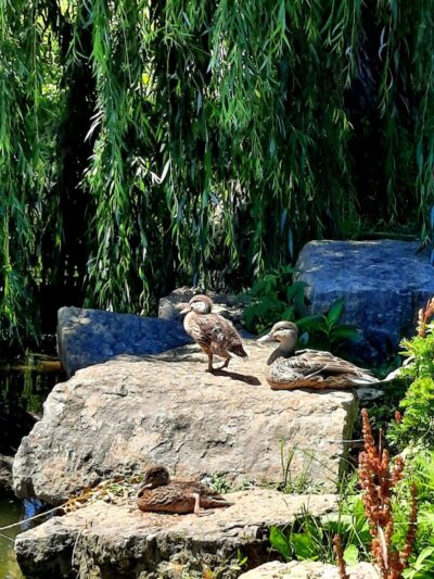 Delhi Park Lake - Cincinnati, OH