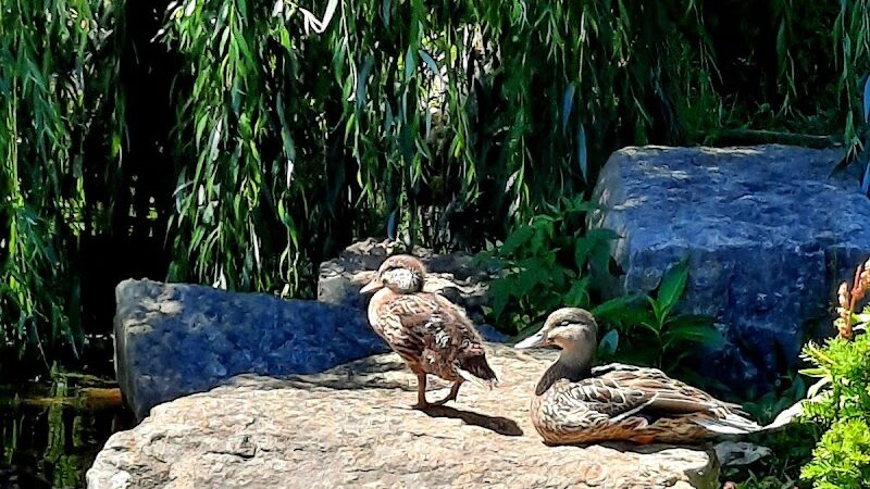 Delhi Park Lake - Cincinnati, OH