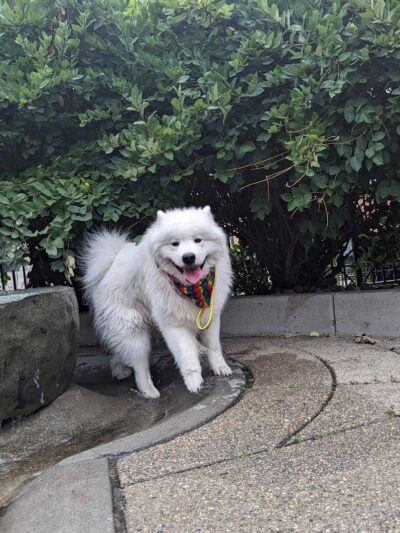 Dog Park at Washington Park - Cincinnati, OH