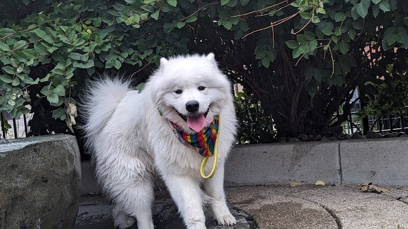 Dog Park at Washington Park - Cincinnati, OH
