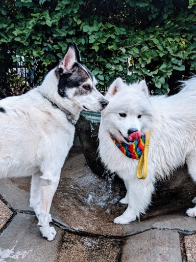 Dog Park at Washington Park - Cincinnati, OH
