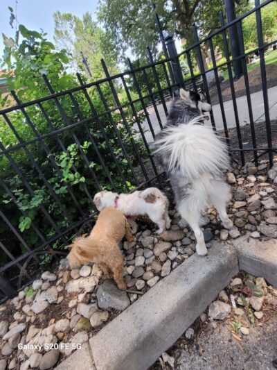 Dog Park at Washington Park - Cincinnati, OH