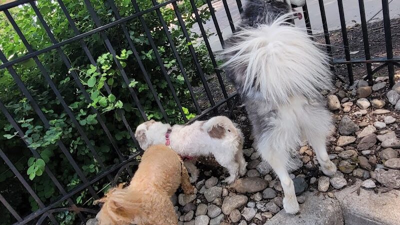 Dog Park at Washington Park - Cincinnati, OH