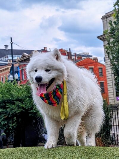 Dog Park at Washington Park - Cincinnati, OH