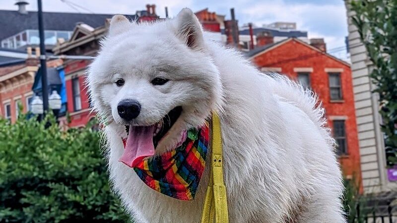 Dog Park at Washington Park - Cincinnati, OH