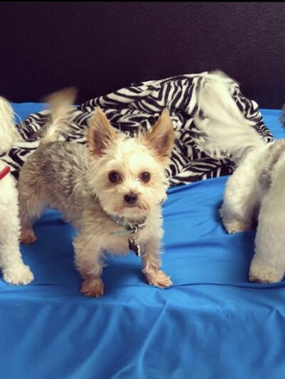 Dogtown Anderson - Cincinnati, OH