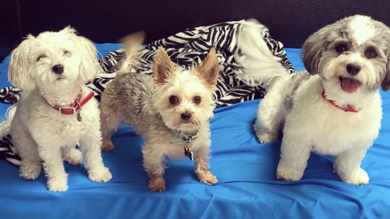 Dogtown Anderson - Cincinnati, OH