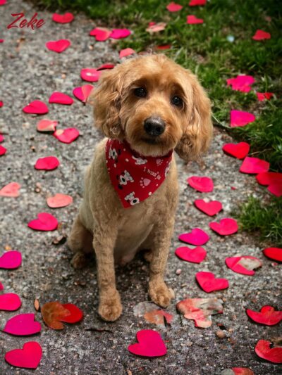 Dogtown Anderson - Cincinnati, OH