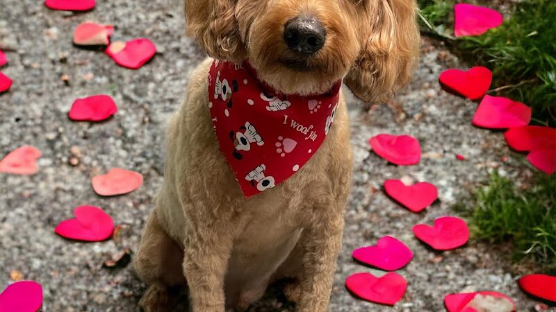 Dogtown Anderson - Cincinnati, OH