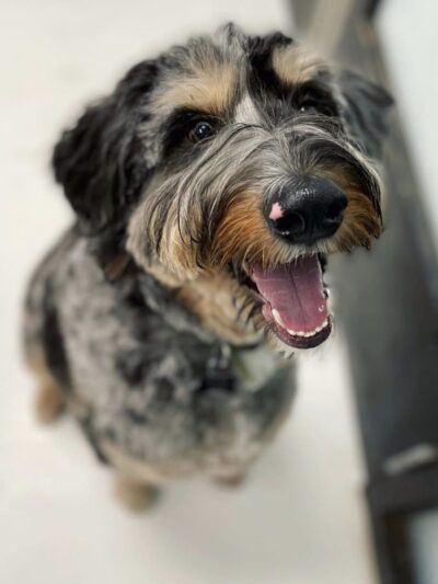 Dogtown Anderson - Cincinnati, OH