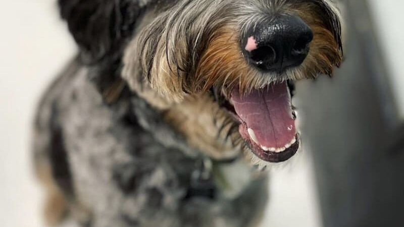 Dogtown Anderson - Cincinnati, OH