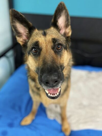 Dogtown Anderson - Cincinnati, OH