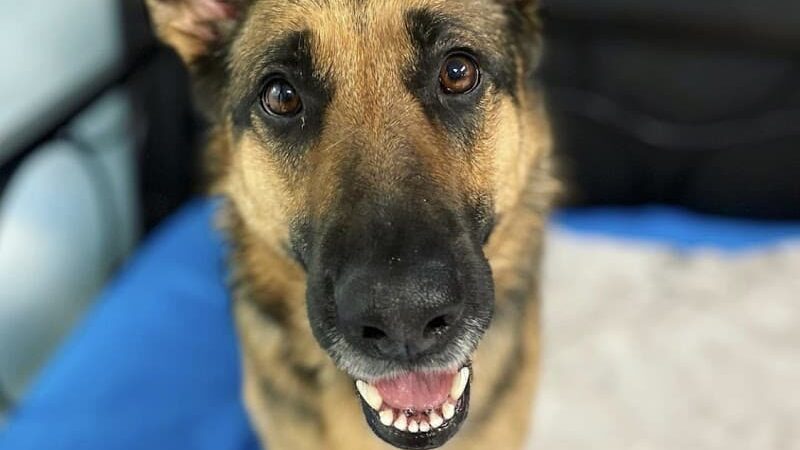 Dogtown Anderson - Cincinnati, OH