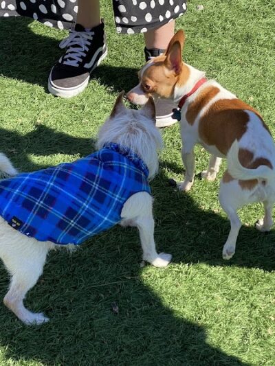 Fido Field - Cincinnati, OH