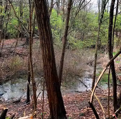 Forest Avenue Wetland Park - Cincinnati, OH