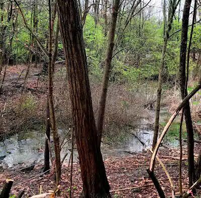 Forest Avenue Wetland Park - Cincinnati, OH