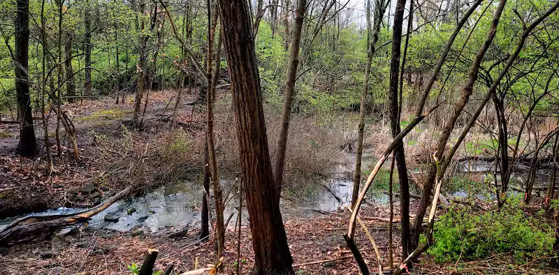 Forest Avenue Wetland Park - Cincinnati, OH