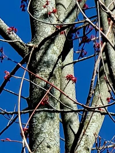 Forest Avenue Wetland Park - Cincinnati, OH