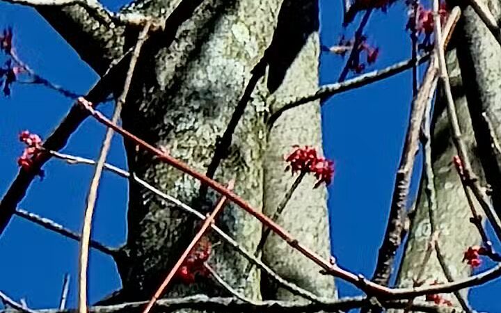 Forest Avenue Wetland Park - Cincinnati, OH