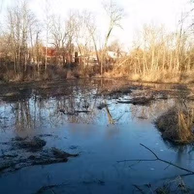Forest Avenue Wetland Park - Cincinnati, OH