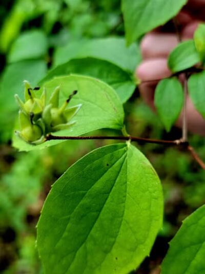 Forest Avenue Wetland Park - Cincinnati, OH
