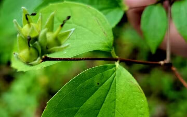 Forest Avenue Wetland Park - Cincinnati, OH