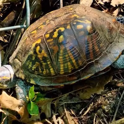 Forest Avenue Wetland Park - Cincinnati, OH