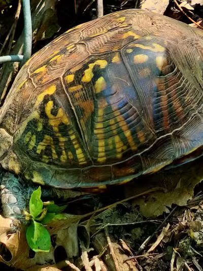 Forest Avenue Wetland Park - Cincinnati, OH